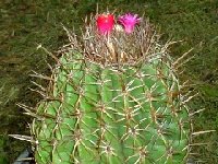 13  Melocactus lobelii barquemiseto..JPG